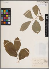 Foto von Salix caprea L.